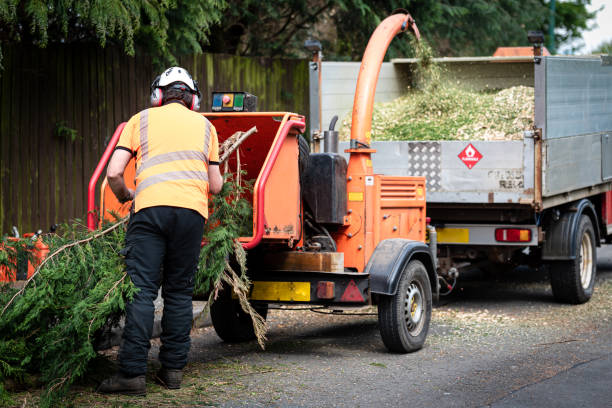 Best Firewood Processing and Delivery  in Opa Locka, FL